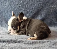 Tilly, a female French Bulldog for sale in Mokena, IL – Photo 4 of 6