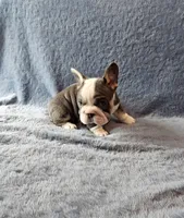 Tilly, a female French Bulldog for sale in Mokena, IL – Photo 6 of 6