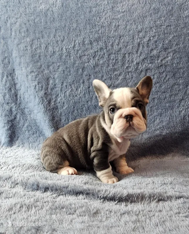Tilly – French Bulldog puppy for sale in Mokena, IL