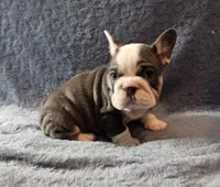 Tilly, a female French Bulldog for sale in Mokena, IL – Photo 3 of 6