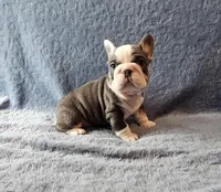 Tilly, a female French Bulldog for sale in Mokena, IL – Photo 5 of 6