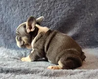 Tilly, a female French Bulldog for sale in Mokena, IL – Photo 2 of 6