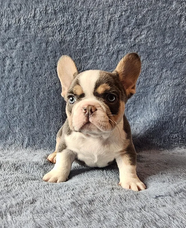 Reacher – French Bulldog puppy for sale in Mokena, IL