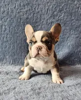 Reacher, a male French Bulldog for sale in Mokena, IL – Photo 1 of 6