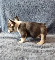 Reacher, a male French Bulldog for sale in Mokena, IL – Photo 3 of 6