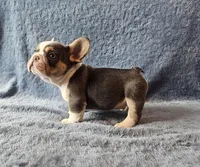 Reacher, a male French Bulldog for sale in Mokena, IL – Photo 5 of 6