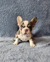 Reacher, a male French Bulldog for sale in Mokena, IL – Photo 4 of 6