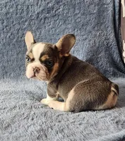 Reacher, a male French Bulldog for sale in Mokena, IL – Photo 2 of 6