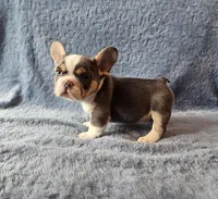Reacher, a male French Bulldog for sale in Mokena, IL – Photo 6 of 6