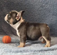 Boy 2, a male French Bulldog for sale in Mokena, IL – Photo 4 of 6