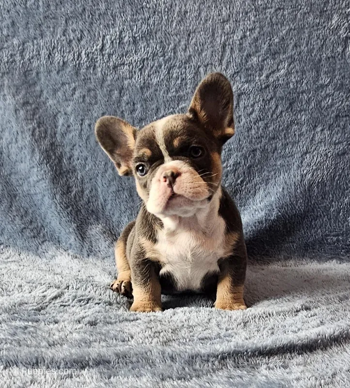 Boy 2 – French Bulldog puppy for sale in Mokena, IL