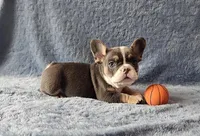 Boy 2, a male French Bulldog for sale in Mokena, IL – Photo 2 of 6