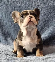 Boy 2, a male French Bulldog for sale in Mokena, IL – Photo 6 of 6