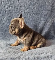 Girl 2, a female French Bulldog for sale in Mokena, IL – Photo 3 of 6