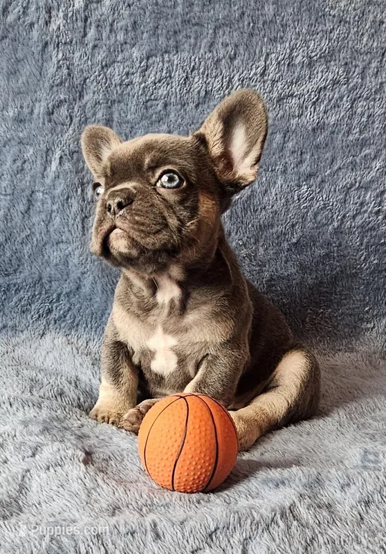 Girl 2 – French Bulldog puppy for sale in Mokena, IL