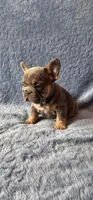 Girl 2, a female French Bulldog for sale in Mokena, IL – Photo 6 of 6