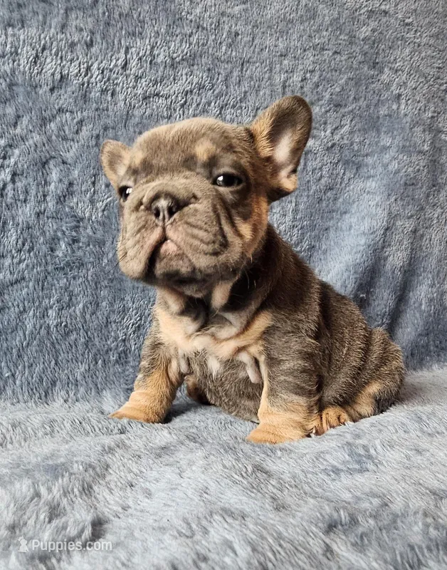 Girl 2 – French Bulldog puppy for sale in Mokena, IL