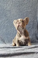 Boy 1, a male French Bulldog for sale in Mokena, IL – Photo 3 of 6