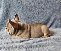 Boy 1, a male French Bulldog for sale in Mokena, IL – Photo 5 of 6