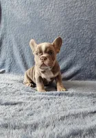 Boy 1, a male French Bulldog for sale in Mokena, IL – Photo 6 of 6