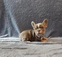 Boy 1, a male French Bulldog for sale in Mokena, IL – Photo 2 of 6