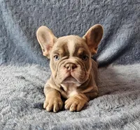 Boy 1, a male French Bulldog for sale in Mokena, IL – Photo 4 of 6