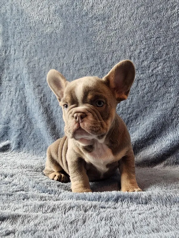 Boy 1 – French Bulldog puppy for sale in Mokena, IL