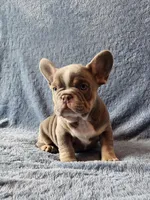 Boy 1, a male French Bulldog for sale in Mokena, IL – Photo 1 of 6