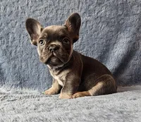 Girl 1, a female French Bulldog for sale in Mokena, IL – Photo 3 of 6