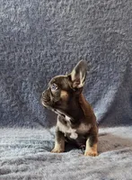 Girl 1, a female French Bulldog for sale in Mokena, IL – Photo 6 of 6