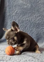 Girl 1, a female French Bulldog for sale in Mokena, IL – Photo 5 of 6