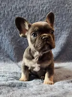 Girl 1, a female French Bulldog for sale in Mokena, IL – Photo 1 of 6