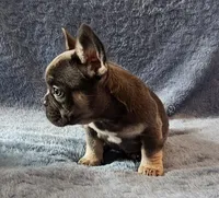 Girl 1, a female French Bulldog for sale in Mokena, IL – Photo 2 of 6