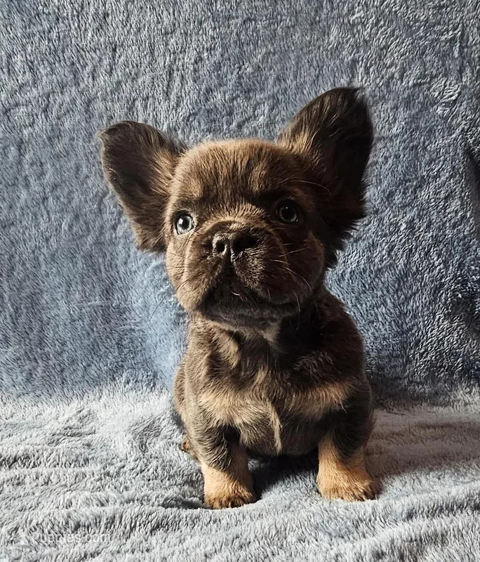Fluffy – French Bulldog puppy for sale in Mokena, IL