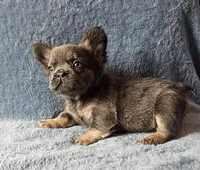 Fluffy, a female French Bulldog for sale in Mokena, IL – Photo 2 of 5