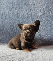 Fluffy, a female French Bulldog for sale in Mokena, IL – Photo 3 of 5