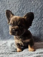 Fluffy, a female French Bulldog for sale in Mokena, IL – Photo 4 of 5