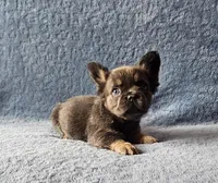 Fluffy, a female French Bulldog for sale in Mokena, IL – Photo 5 of 5