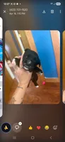 Marley earl, a male Miniature Schnauzer for sale in Oak Ridge, TN – 3 of 3