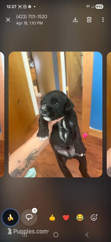 Marley earl – Miniature Schnauzer puppy for sale in Oak Ridge, TN