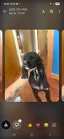 Marley earl, a male Miniature Schnauzer for sale in Oak Ridge, TN – 1 of 3