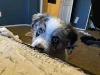 Merle Girl, a female Miniature Australian Shepherd for sale in San Tan Valley, AZ – Photo 8 of 10