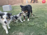 Merle Girl, a female Miniature Australian Shepherd for sale in San Tan Valley, AZ – Photo 7 of 10