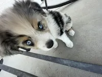 Merle Girl, a female Miniature Australian Shepherd for sale in San Tan Valley, AZ – Photo 3 of 10