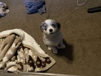 Merle Girl, a female Miniature Australian Shepherd for sale in San Tan Valley, AZ – Photo 10 of 10