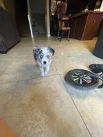Merle Girl, a female Miniature Australian Shepherd for sale in San Tan Valley, AZ – Photo 9 of 10