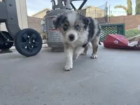 Merle Girl, a female Miniature Australian Shepherd for sale in San Tan Valley, AZ – Photo 4 of 10