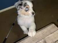 Merle Girl, a female Miniature Australian Shepherd for sale in San Tan Valley, AZ – Photo 2 of 10