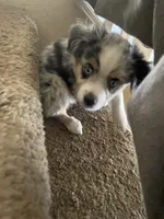 Merle Girl, a female Miniature Australian Shepherd for sale in San Tan Valley, AZ – Photo 5 of 10