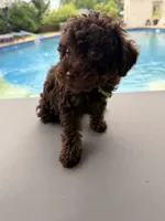 Channel, a female Poodle - Toy  for sale in Jackson, TN – 7 of 8